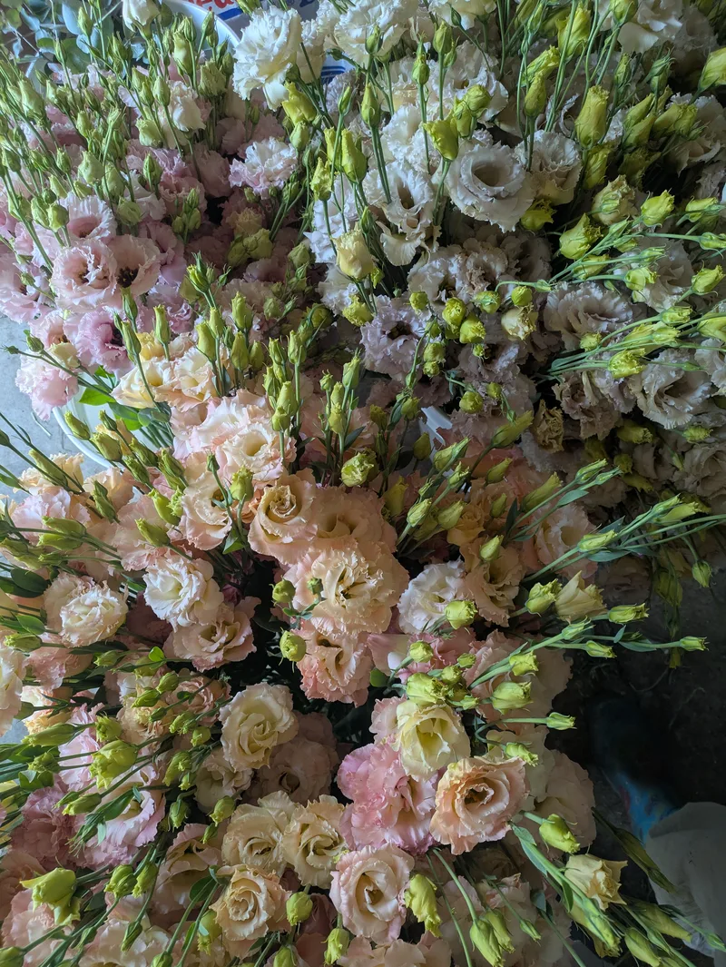 Lisianthus Bunch